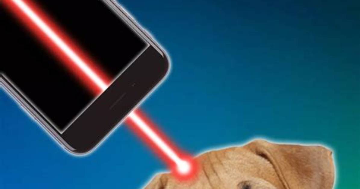 Do Dogs Like Laser Pointers?
