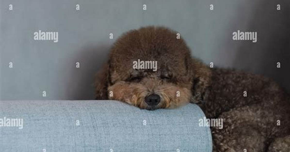 Do Dogs Like Sleeping on Soft Surfaces?
