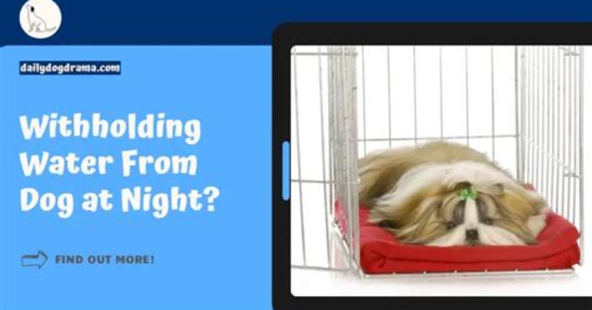 Do Dogs Need Water Overnight?