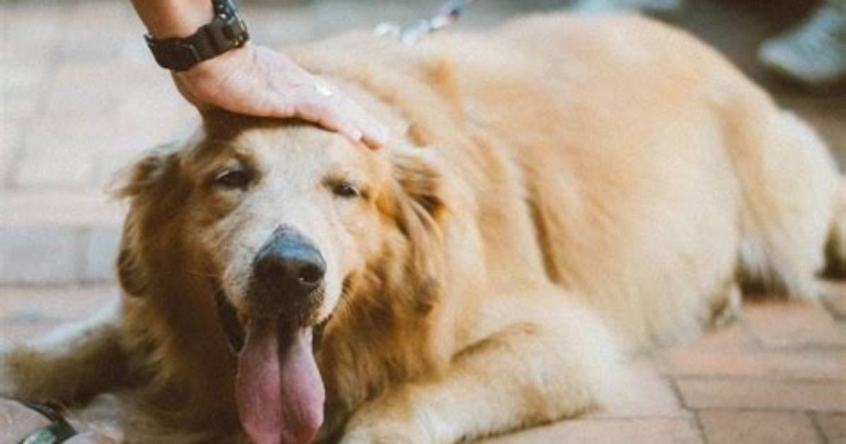Do Dogs Really Like Being Petted?