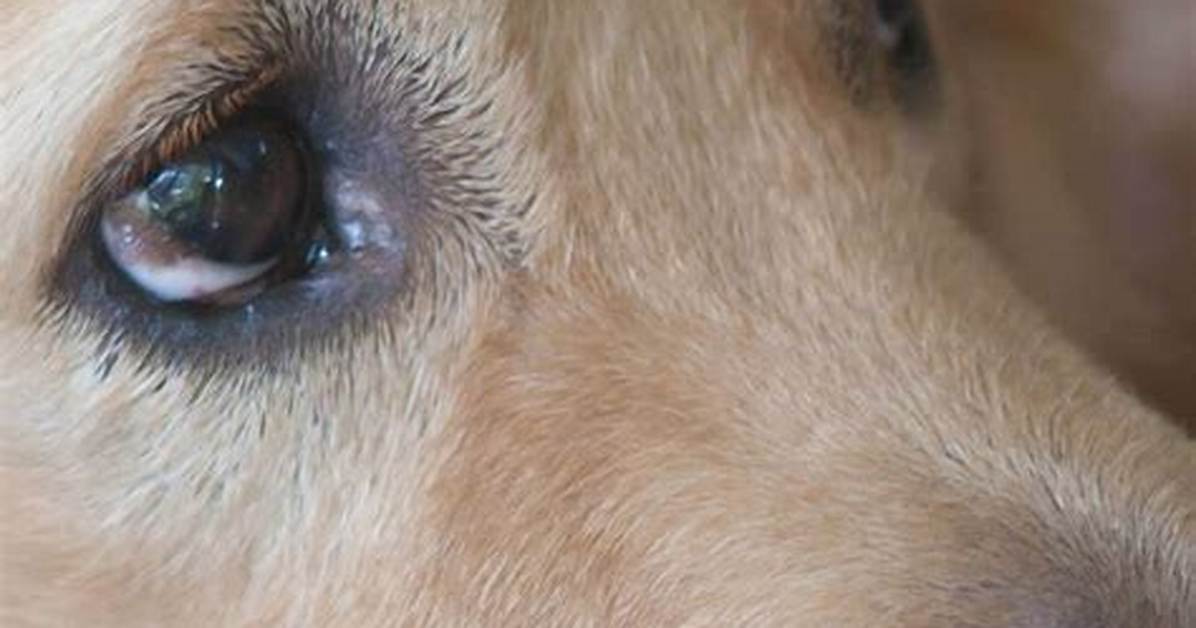 Do Dogs Remember Their Old Owners?