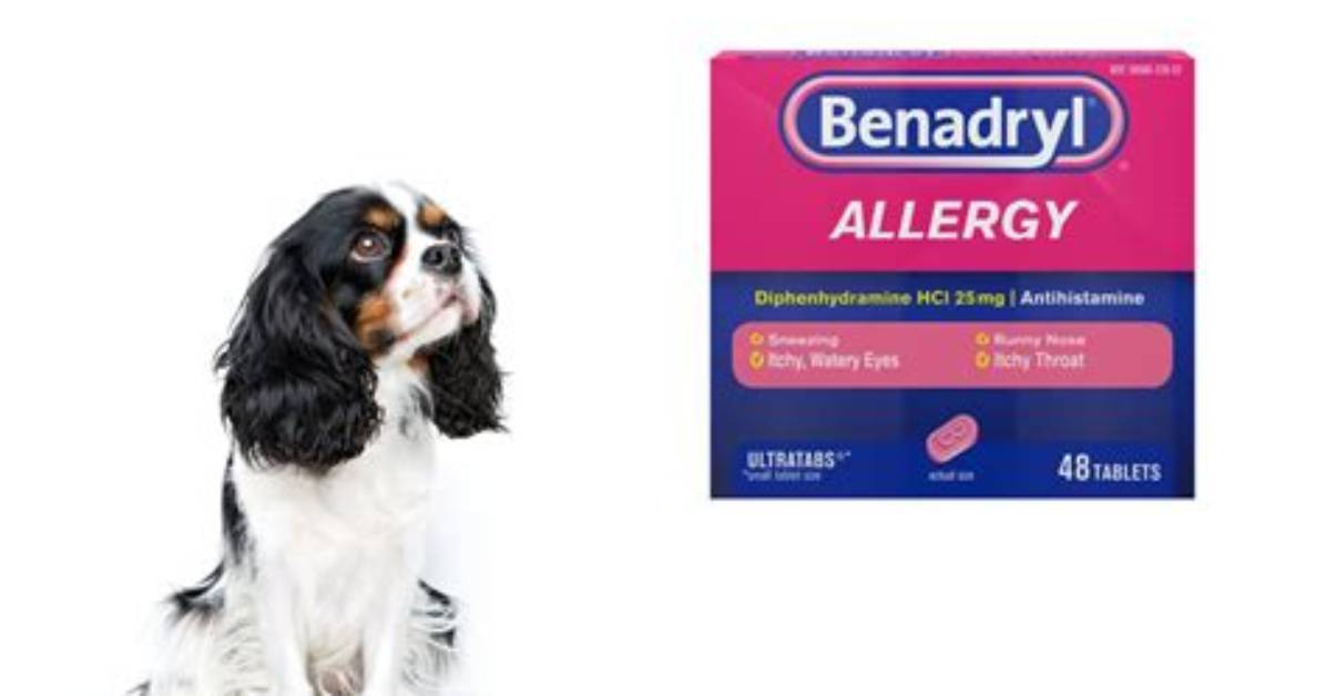 Do Dogs Take Diphenhydramine?