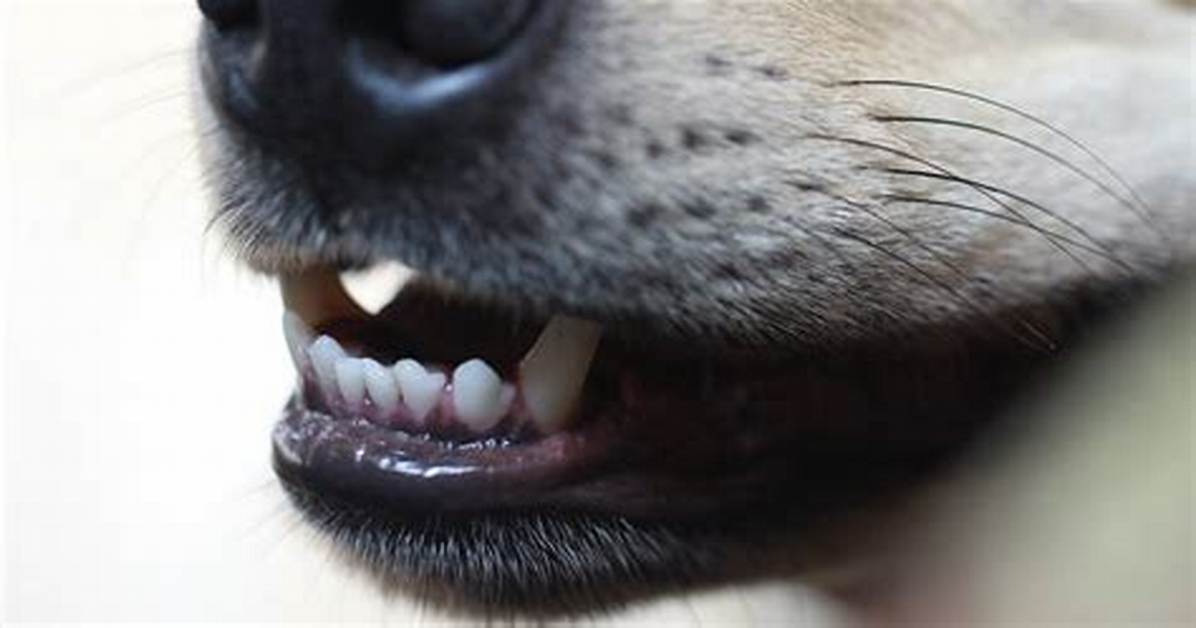 Do Dogs Teeth Chatter When Cold?