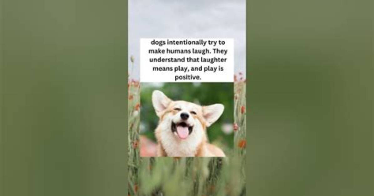 Do Dogs Understand Our Laughter?