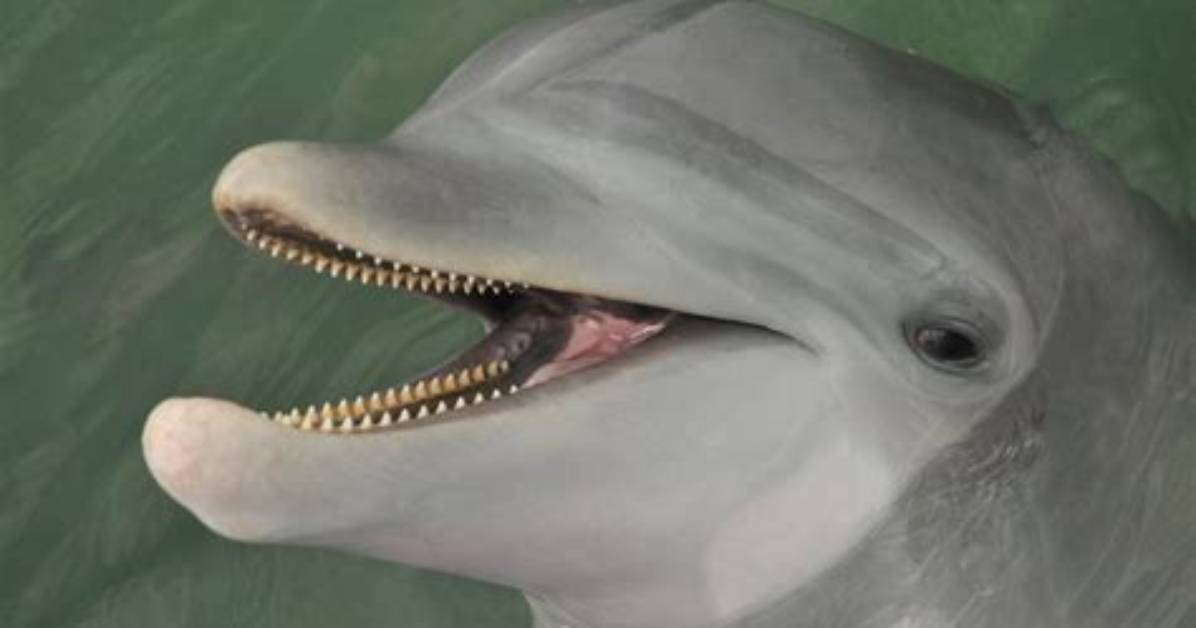 Do Dolphins Have Pegged Pointy Teeth?