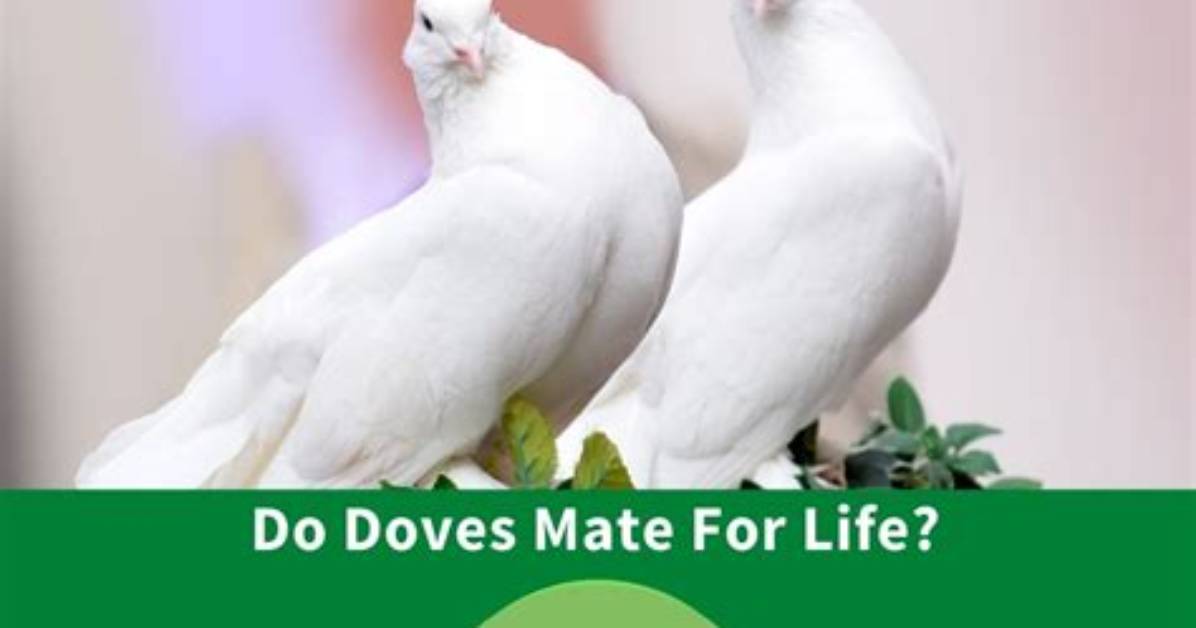 Do Doves Really Mate for Life?