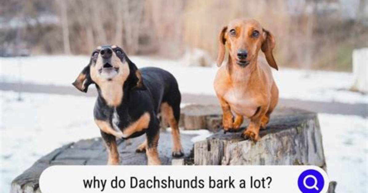 Do Doxies Bark a Lot?