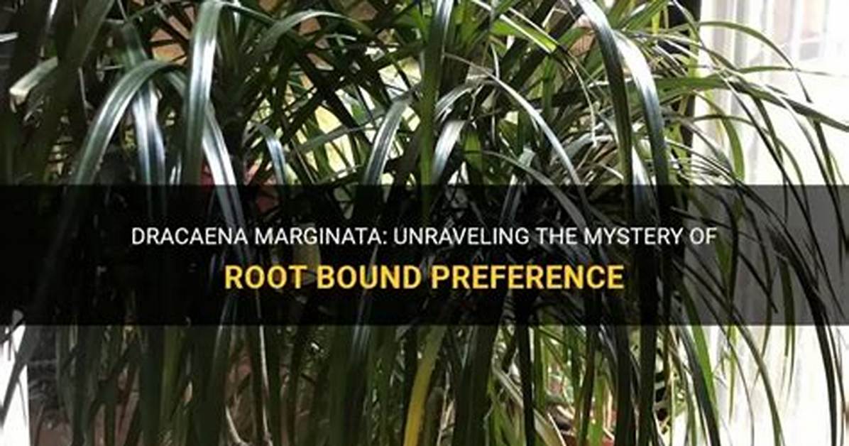 Do Dracaena Like to Be Root Bound