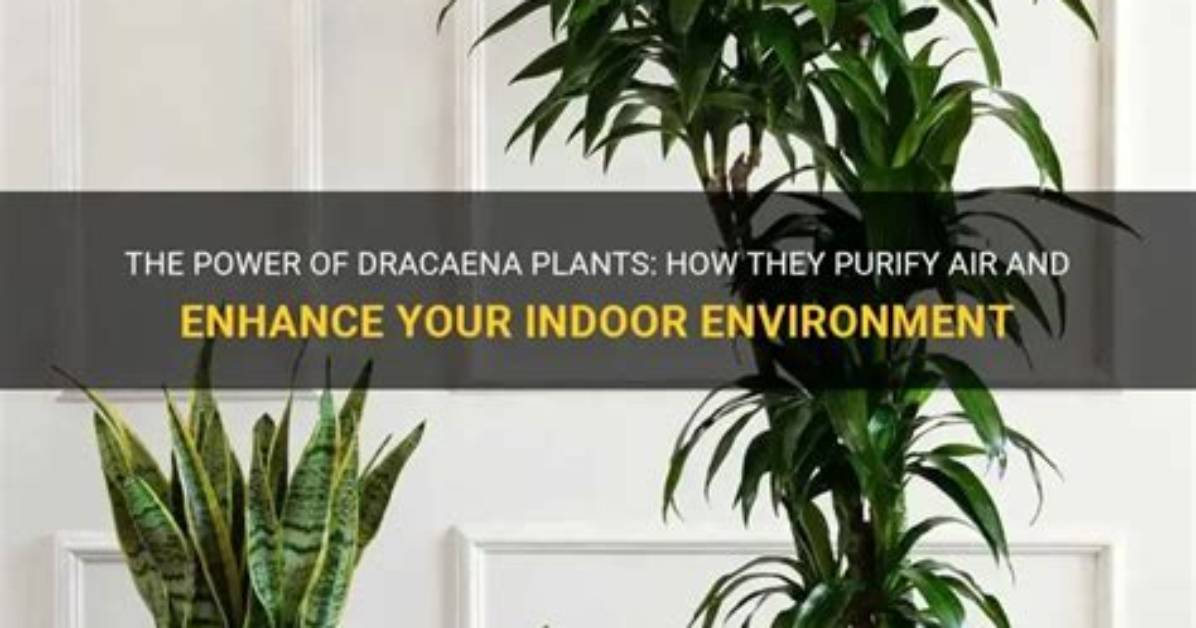 Do Dracaena Plants Purify Air?