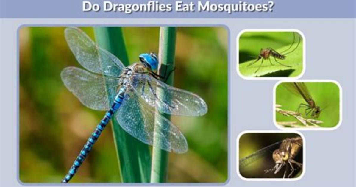 Do Dragonflies Control Mosquitoes