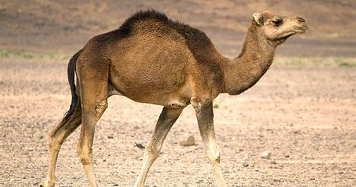 Do Dromedary Camels Have Predators?
