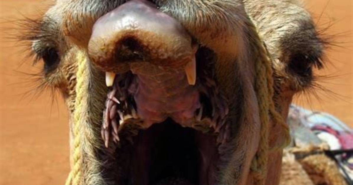 Do Dromedary Camels Have Teeth?