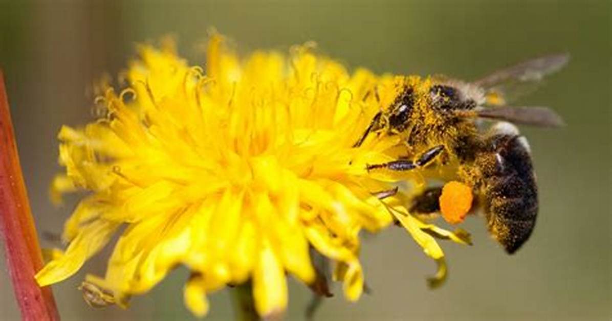 Do Drone Bees Pollinate