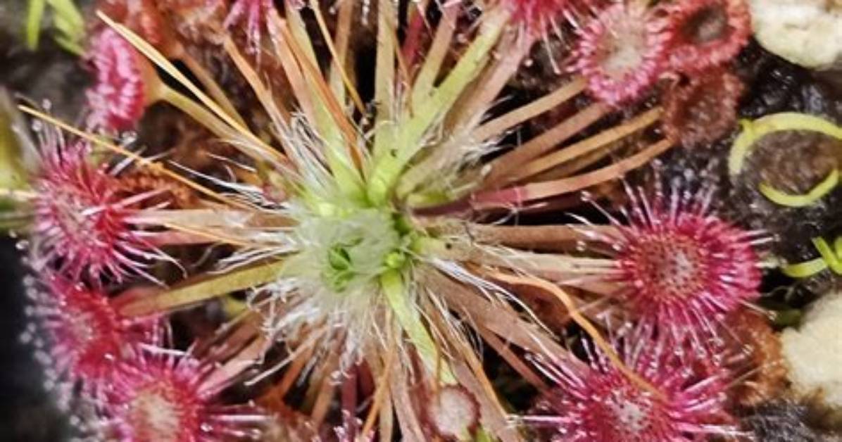 Do Drosera Go Dormant?