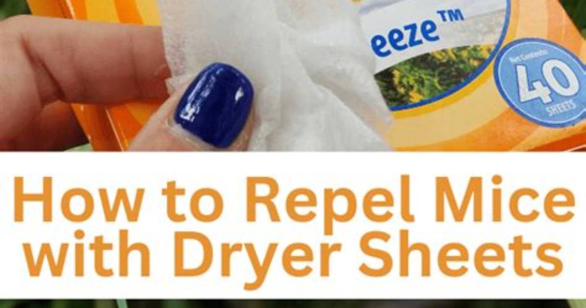 Do Dryer Sheets Repel Mice