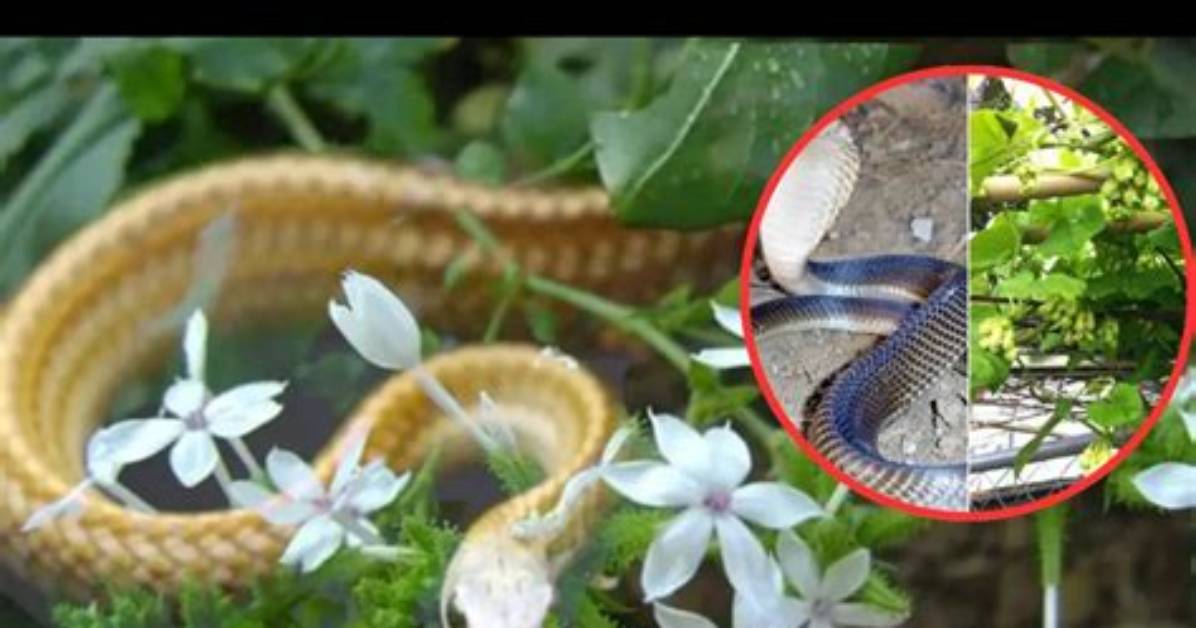 Do Ducks Attract Snakes