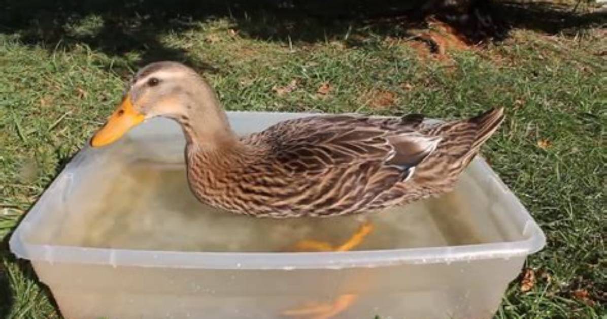 Do Ducks Eat Minnows?