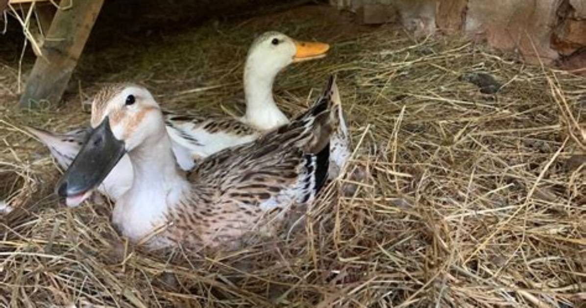 Do Ducks Go Broody