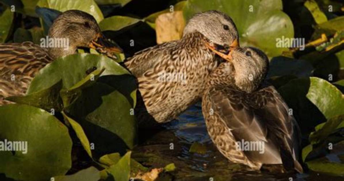 Do Ducks Preen Each Other