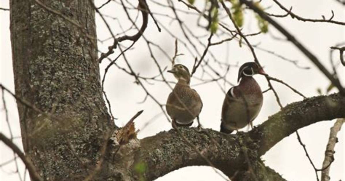 Do Ducks Sit in Trees?