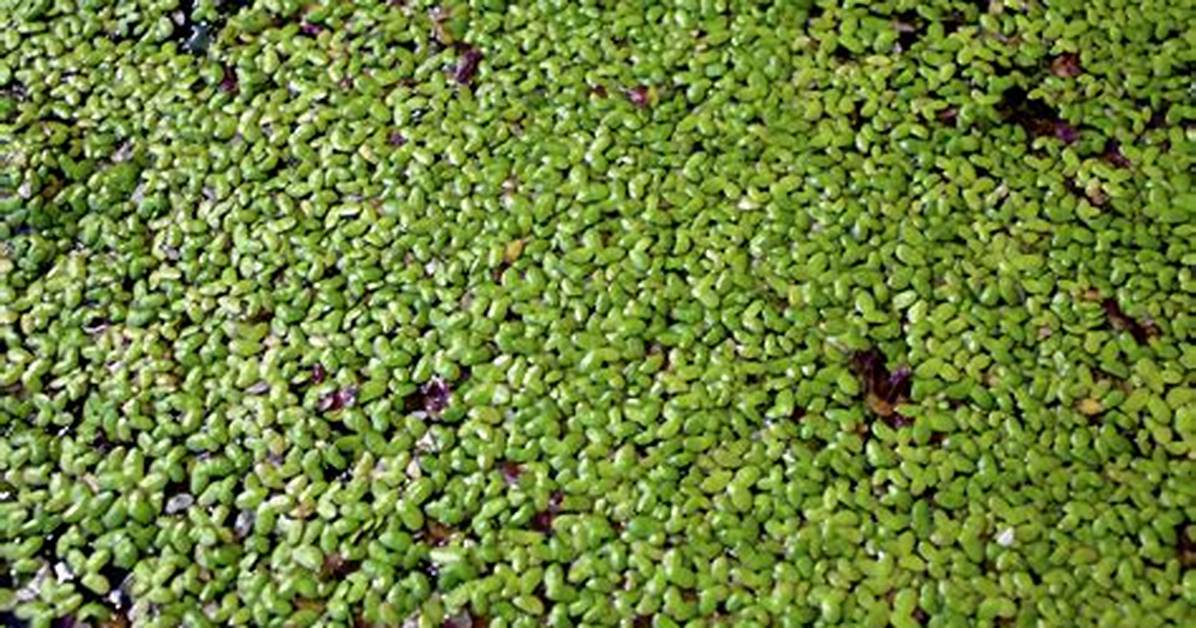 Do Duckweed Have Flowers?