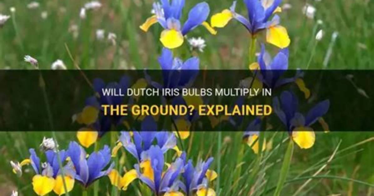 Do Dutch Iris Bulbs Multiply?