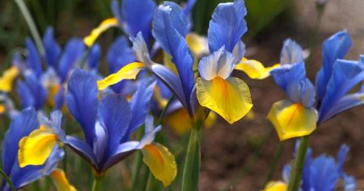 Do Dutch Irises Spread