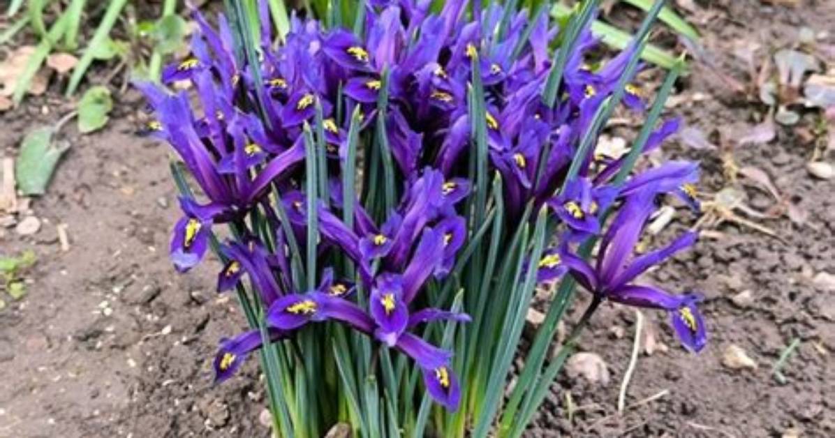 Do Dwarf Irises Spread