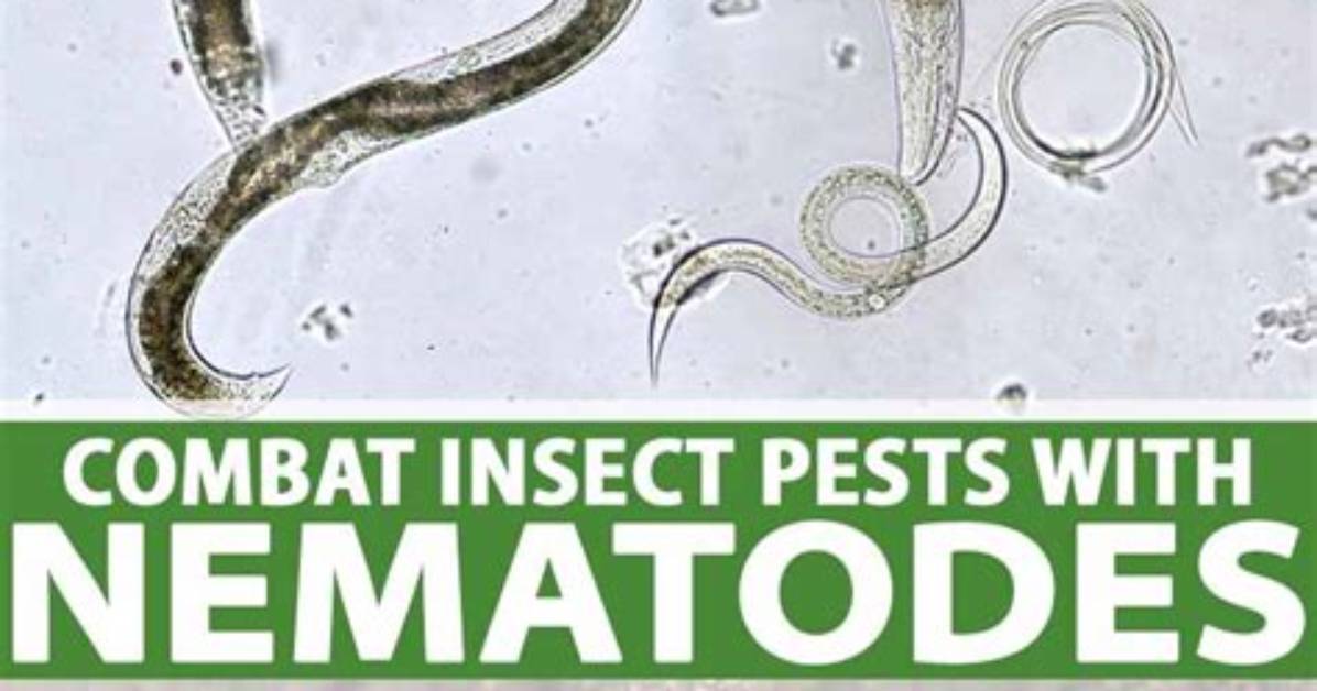 Do Earthworms Eat Nematodes