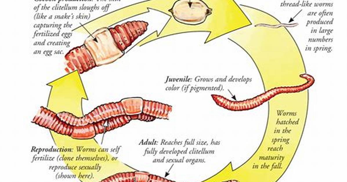 Do Earthworms Lay Eggs?