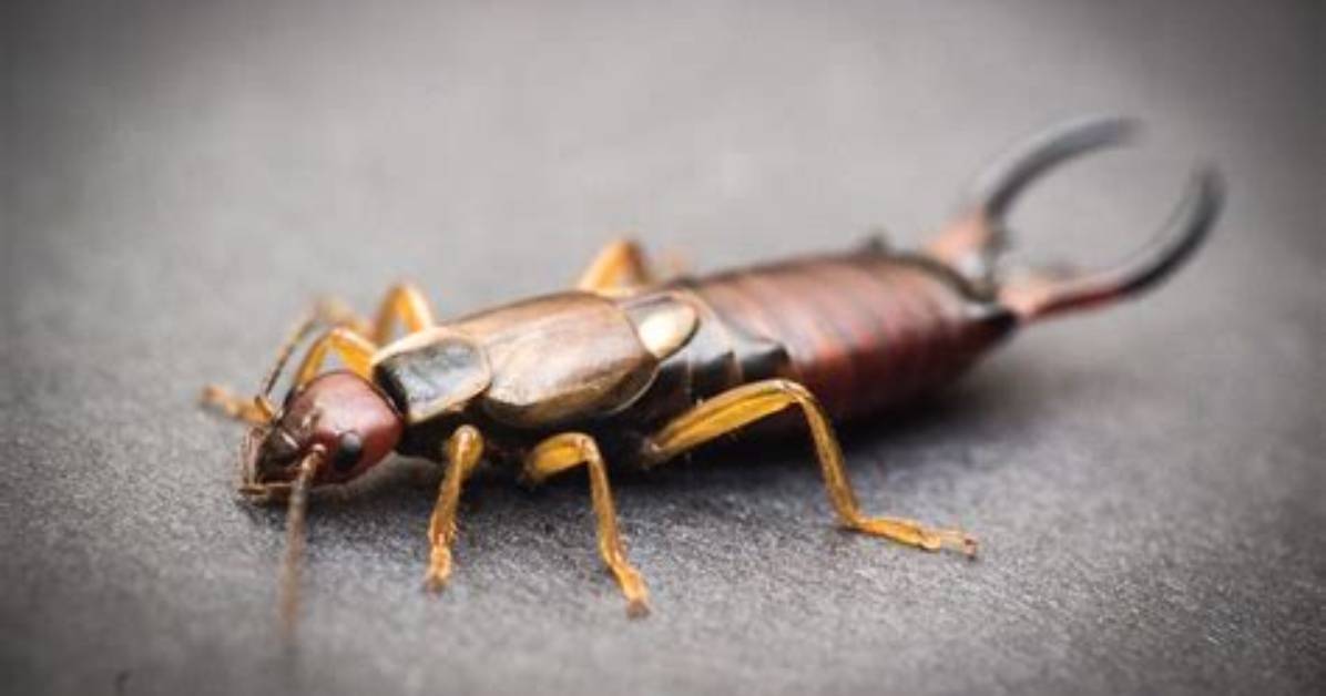 Do Earwigs Carry Disease