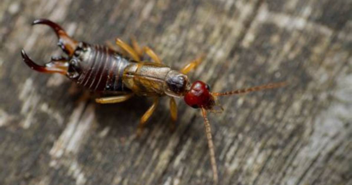 Do Earwigs Smell Bad