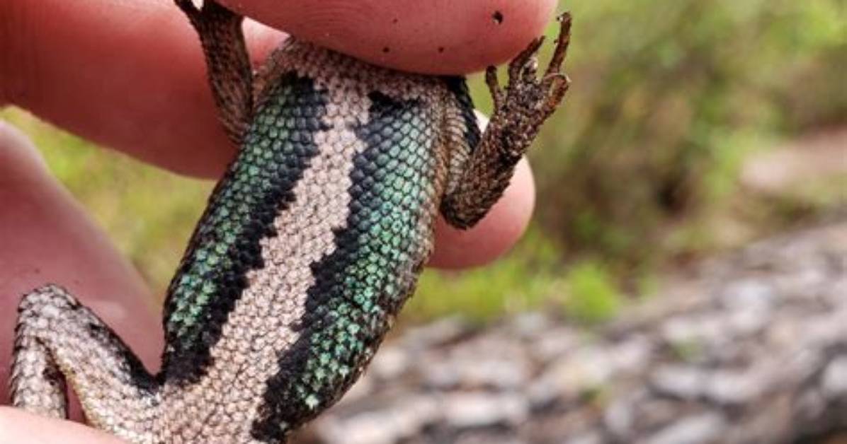 Do Eastern Fence Lizards Bite?