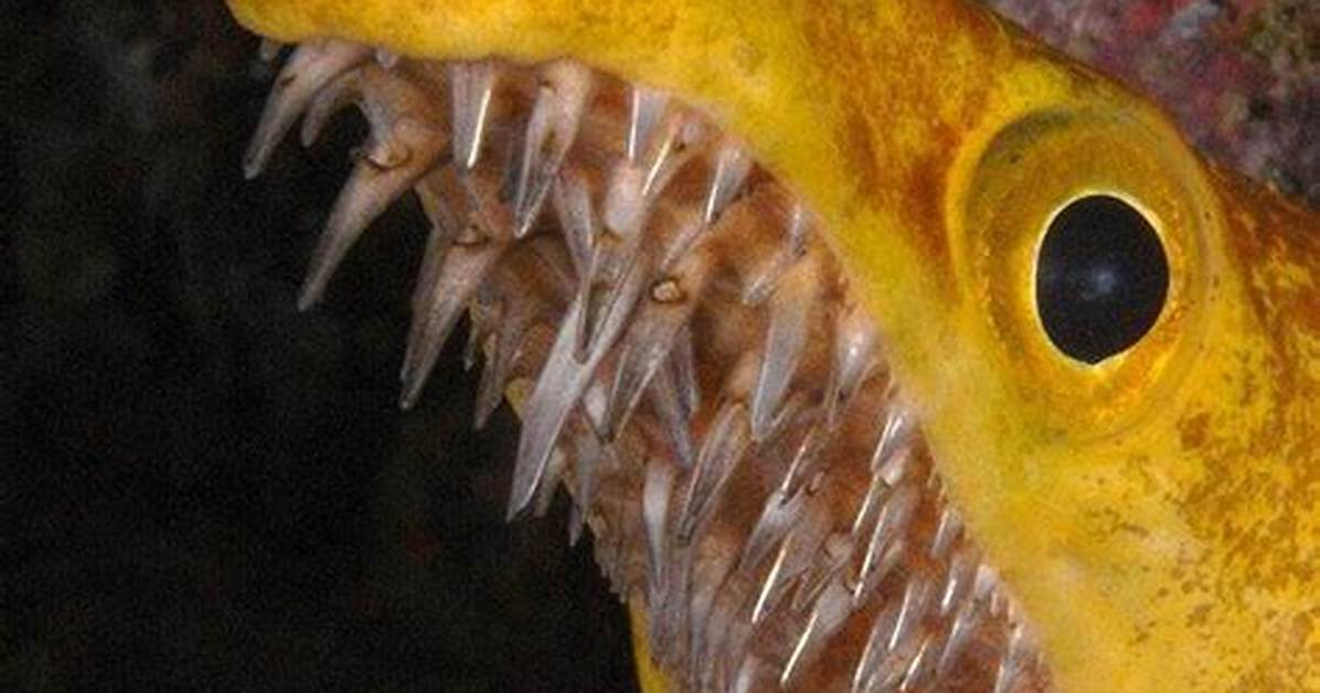 Do Eels Have Teeth?