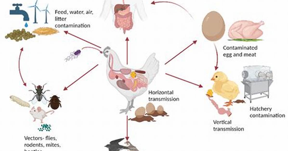 Do Eggs Feed Pathogens?