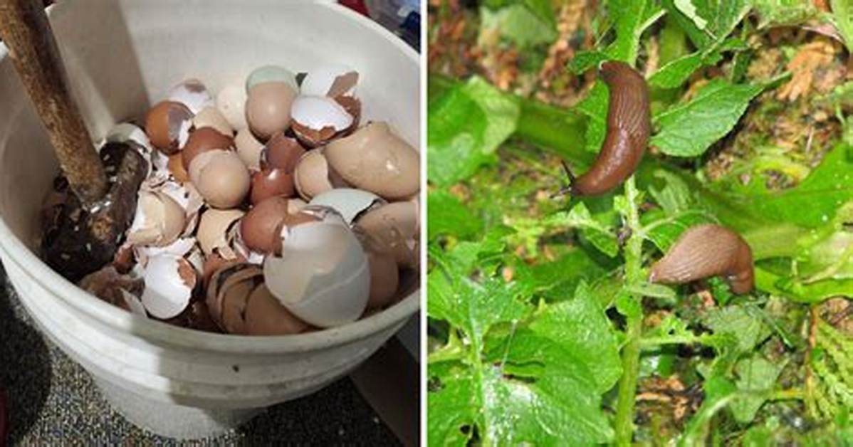 Do Eggshells Kill Slugs? | Contextresponse. Com