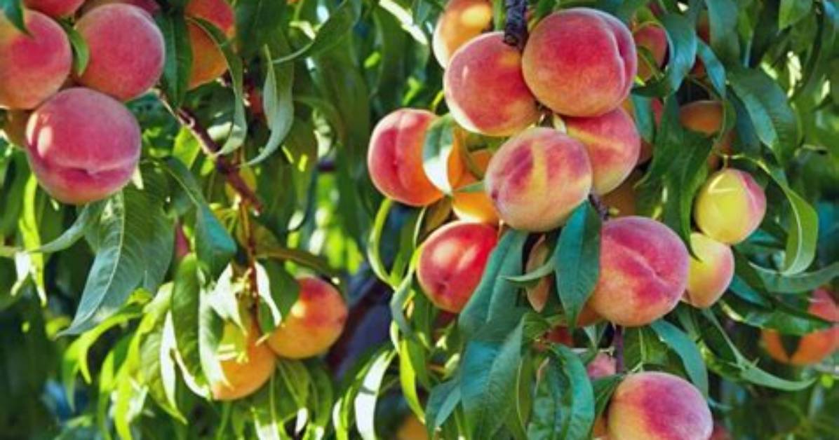 Do Elberta Peach Trees Need Pollinator?