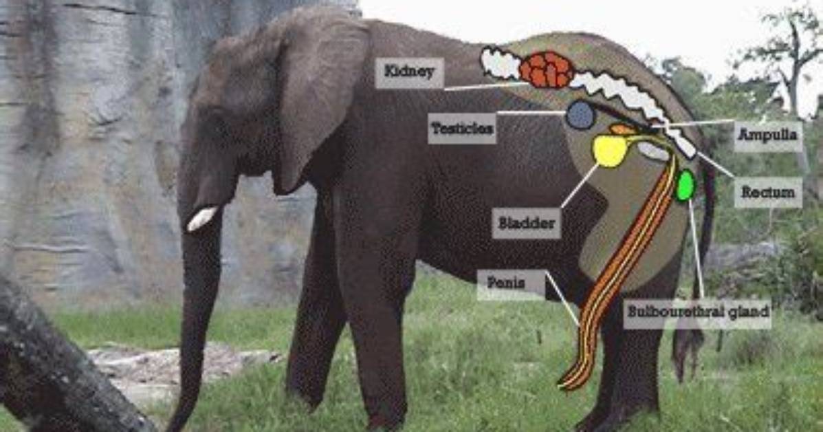 Do Elephants Have Testicles?