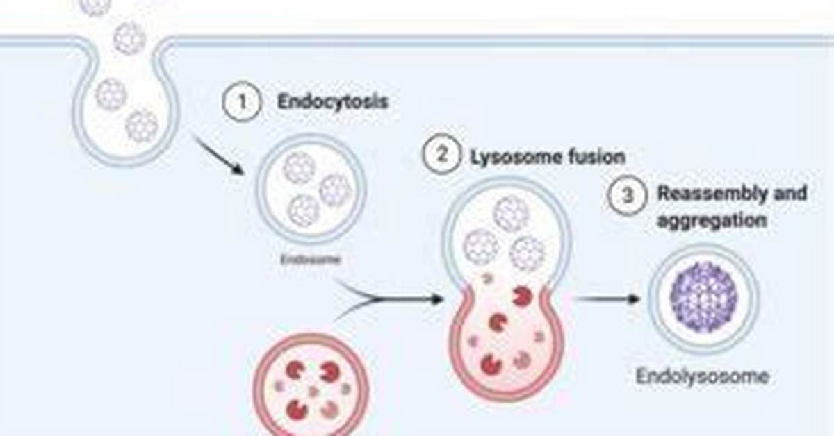 Do Endosomes Become Lysosomes?