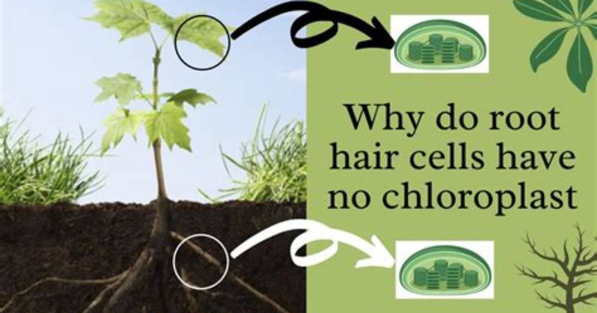 Do Epidermal Cells Contain Chloroplasts?