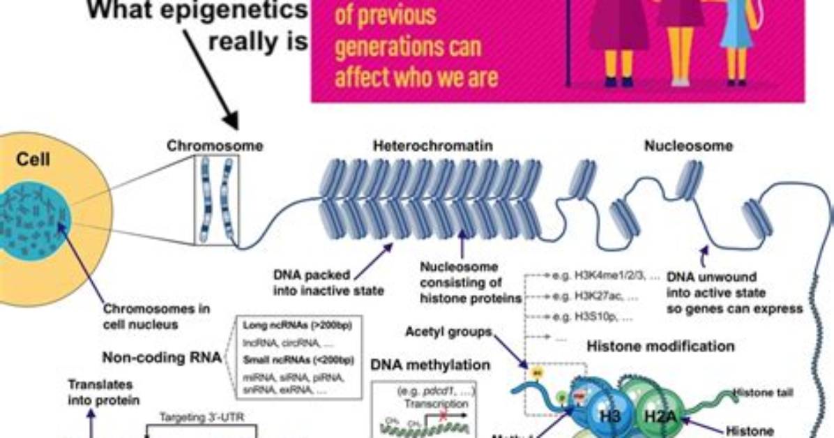 Do Epigenetics Passed on?