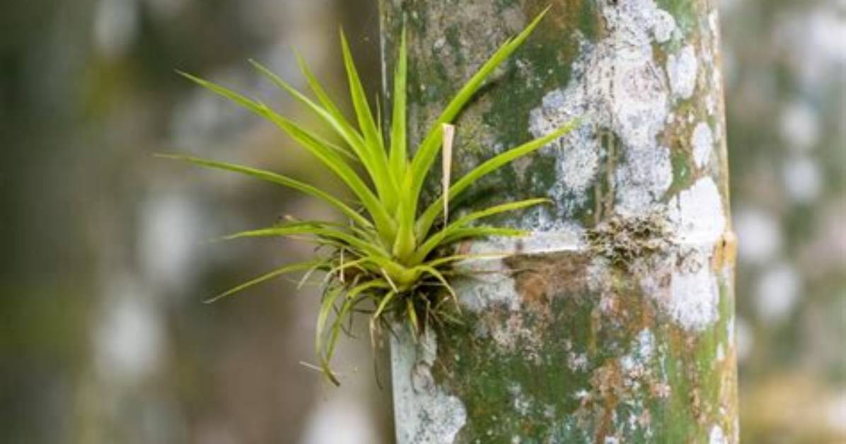 Do Epiphytes Harm Trees?
