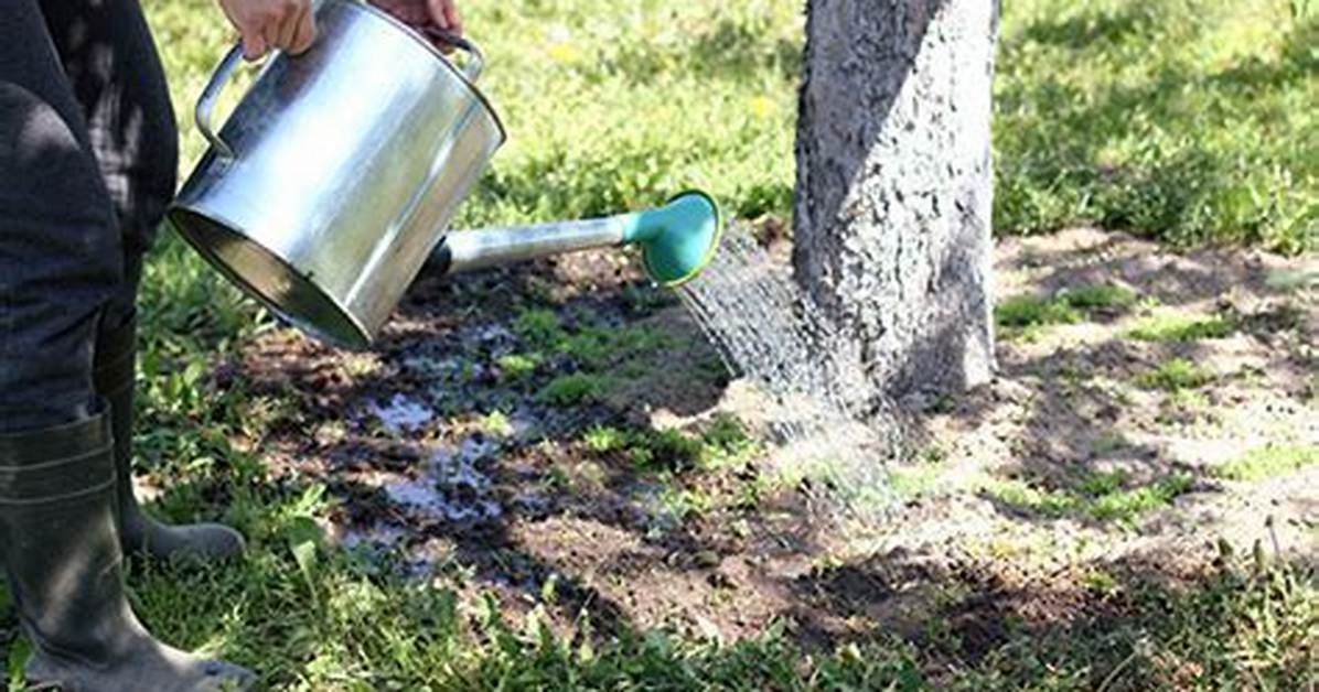 Do Established Trees Need Water?