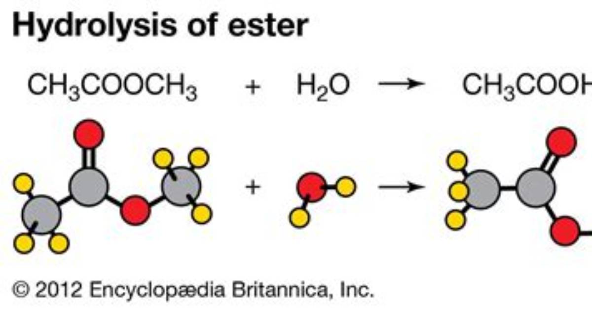 Do Esters React with Water
