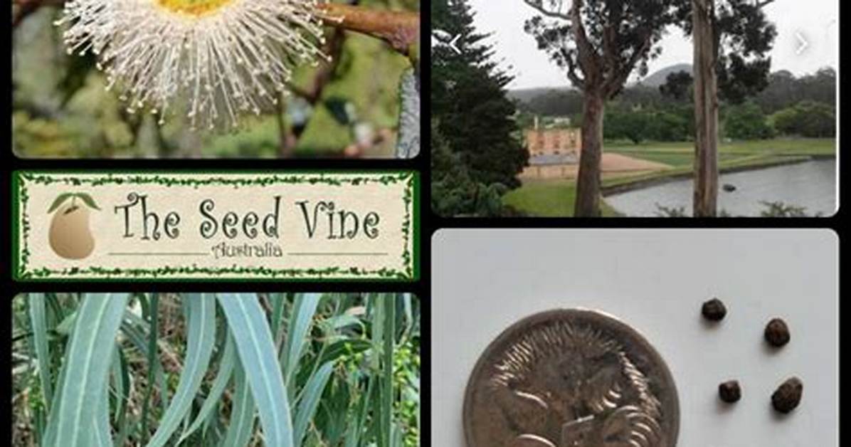 Do Eucalyptus Trees Have Seeds