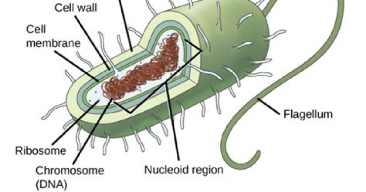 Do Eukaryotes Have a Nucleoid Region?