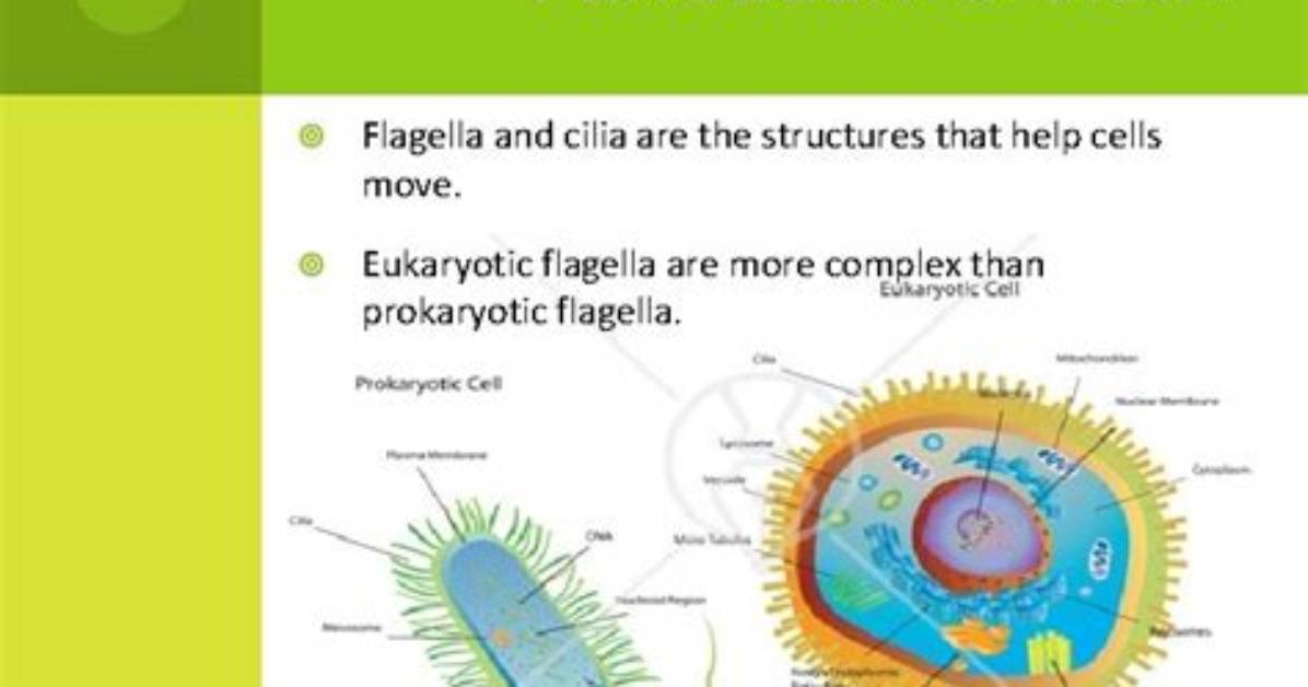 Do Eukaryotes Have Flagella?