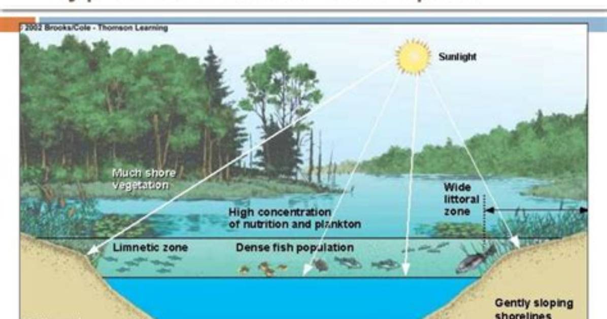 Do Eutrophic Lakes Have High Biodiversity?