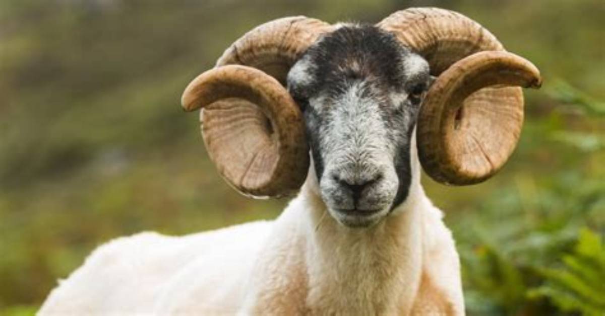 Do Ewes Have Horns?