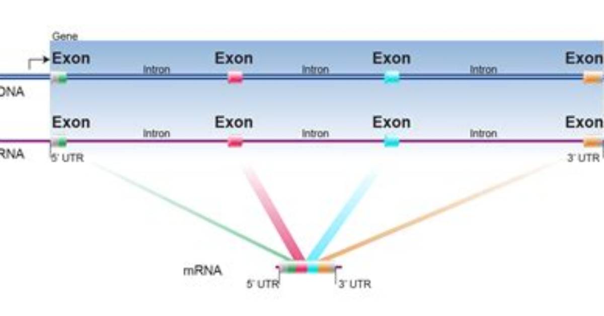 Do Exons Get Transcribed?
